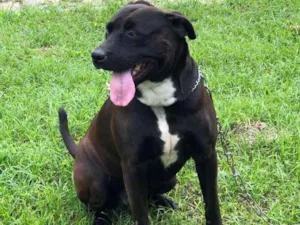 Cachorro raça Mestiço Labrador com Pittbull idade 3 anos nome BILLY