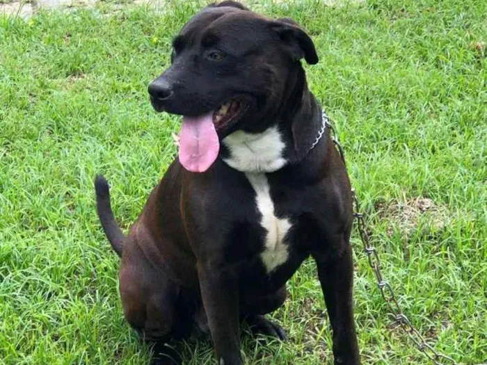 Cachorro raça Mestiço Labrador com Pittbull idade 3 anos nome BILLY