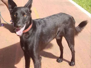 Cachorro raça Pastor com SRD idade 3 anos nome José