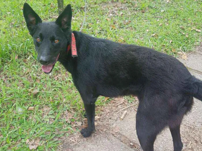 Cachorro ra a Pastor com SRD idade 3 anos nome José