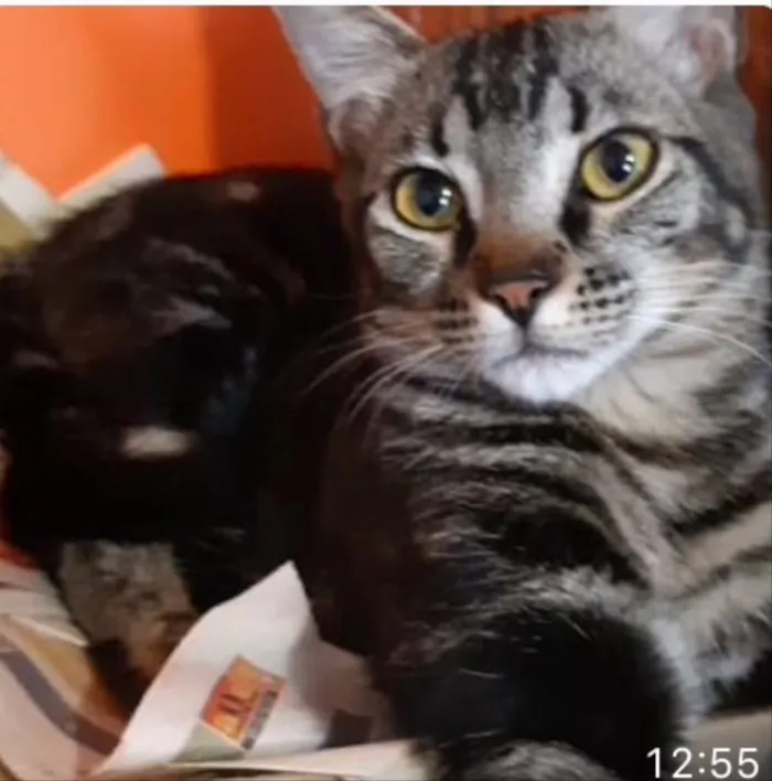 Gato ra a SRD idade 3 anos nome Mascote 