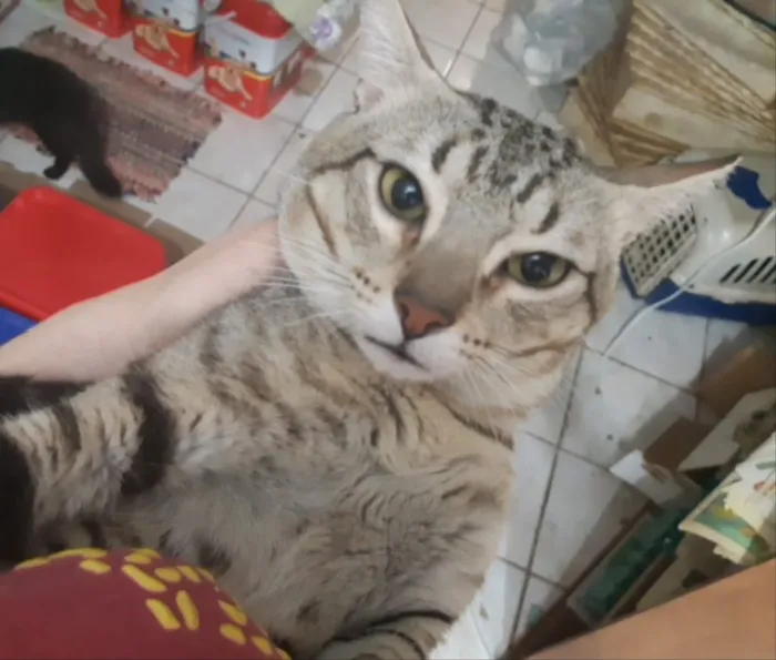 Gato ra a SRD idade 2 anos nome Caramelo 