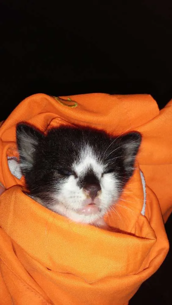 Gato ra a  idade Abaixo de 2 meses nome Nessy