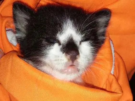 Gato ra a  idade Abaixo de 2 meses nome Nessy