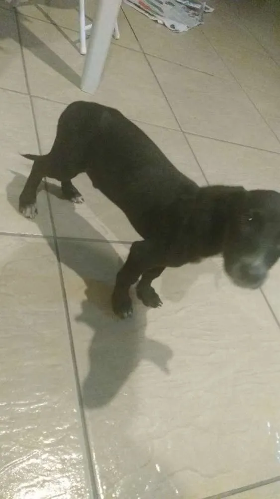 Cachorro ra a Mestiço idade 2 a 6 meses nome Não tem