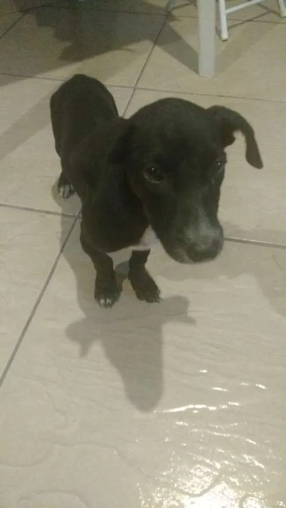 Cachorro ra a Mestiço idade 2 a 6 meses nome Não tem