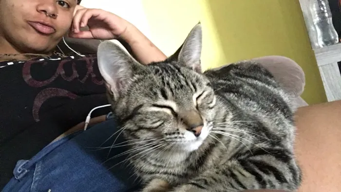 Gato ra a Não sei idade  nome Felicia