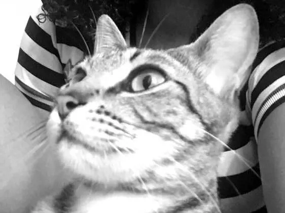 Gato ra a Não sei idade  nome Felicia