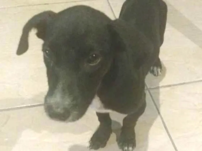 Cachorro ra a Mestiço idade 2 a 6 meses nome Não tem