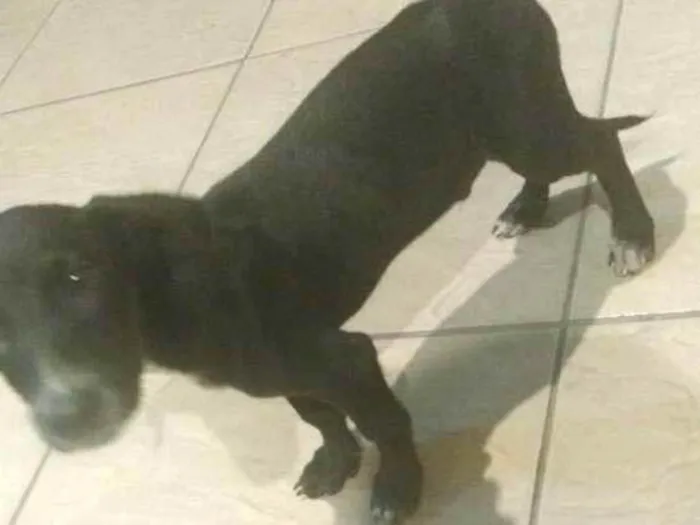 Cachorro ra a Mestiço idade 2 a 6 meses nome Não tem