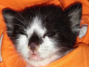 Gato raça  idade Abaixo de 2 meses nome Nessy