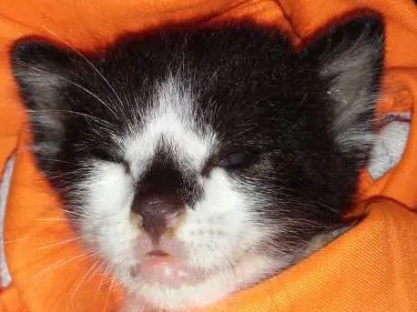Gato ra a  idade Abaixo de 2 meses nome Nessy