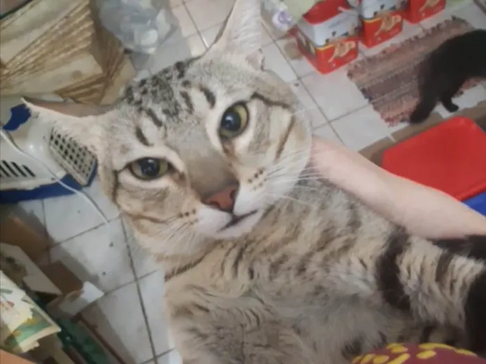 Gato ra a SRD idade 2 anos nome Caramelo 