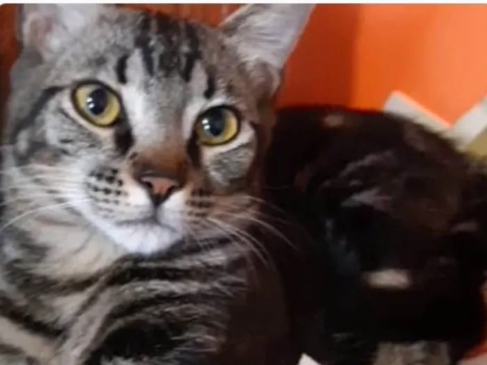 Gato ra a SRD idade 3 anos nome Mascote 