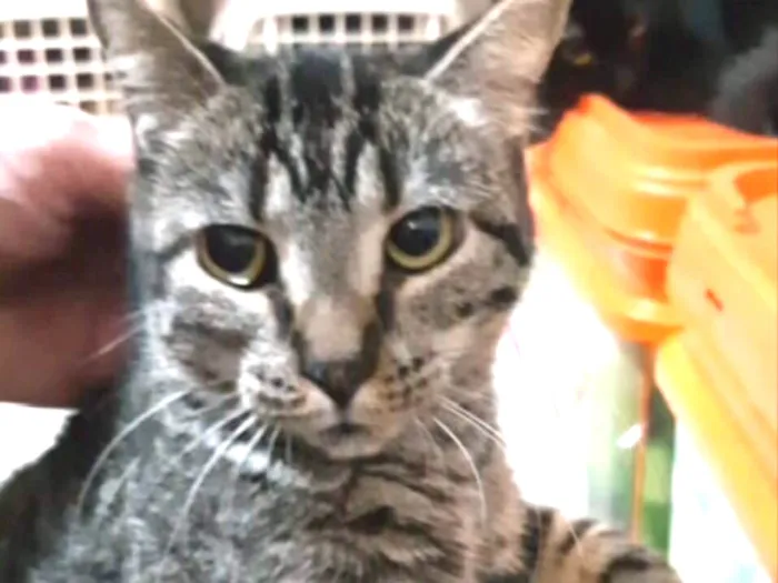Gato ra a SRD idade 2 anos nome Amora 