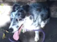 Farinha