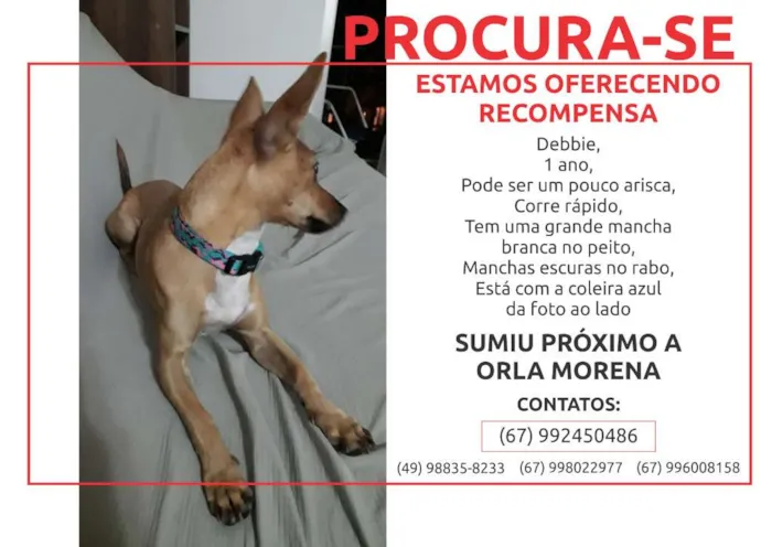 Cachorro ra a Pinscher com viralata idade 1 ano nome DEBBIE GRATIFICA