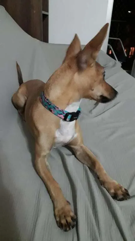 Cachorro ra a Pinscher com viralata idade 1 ano nome DEBBIE GRATIFICA