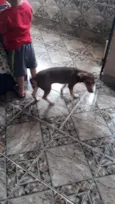 totó