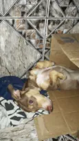 totó