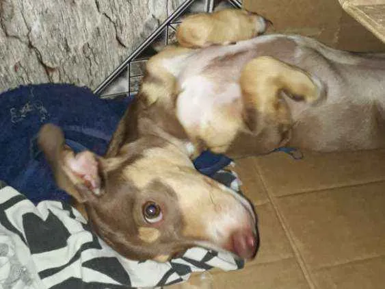 Cachorro ra a pincher com chiaua idade 2 a 6 meses nome totó