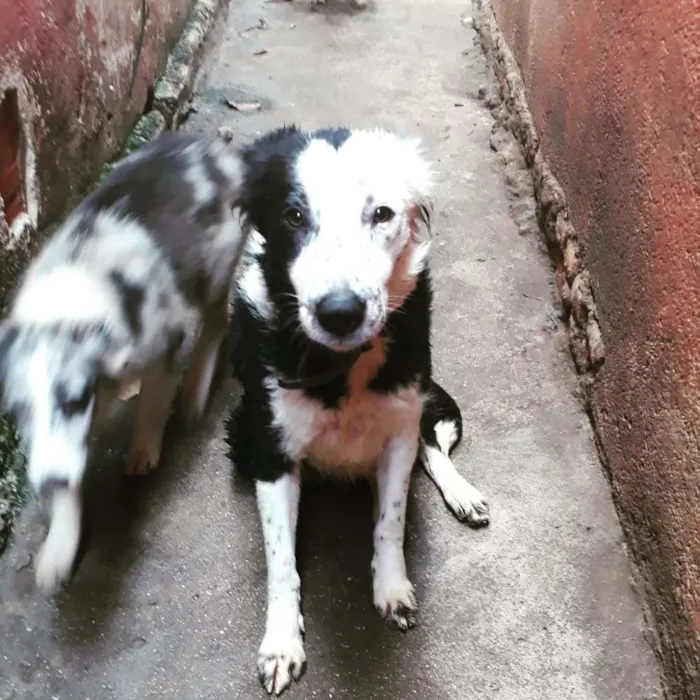 Cachorro ra a Border Collie idade 1 ano nome Tuca