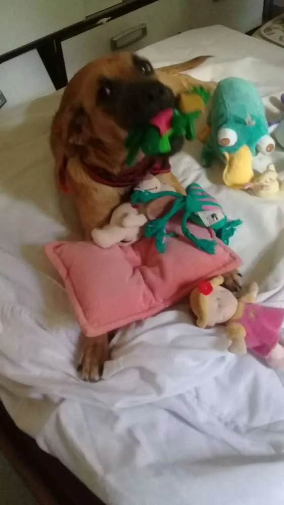 Cachorro raça Srd idade 7 a 11 meses nome Sara