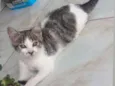 Maraisa