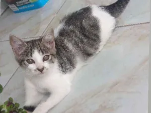 Gato raça SRD idade 2 a 6 meses nome Maraisa