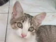 Maiara