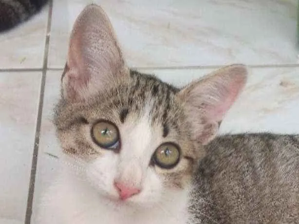 Gato raça SRD idade 2 a 6 meses nome Maiara