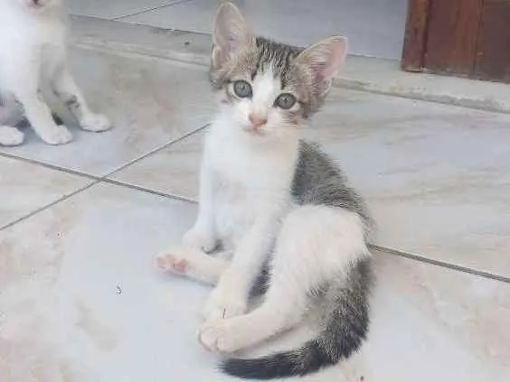 Gato raça SRD idade 2 a 6 meses nome Maiara