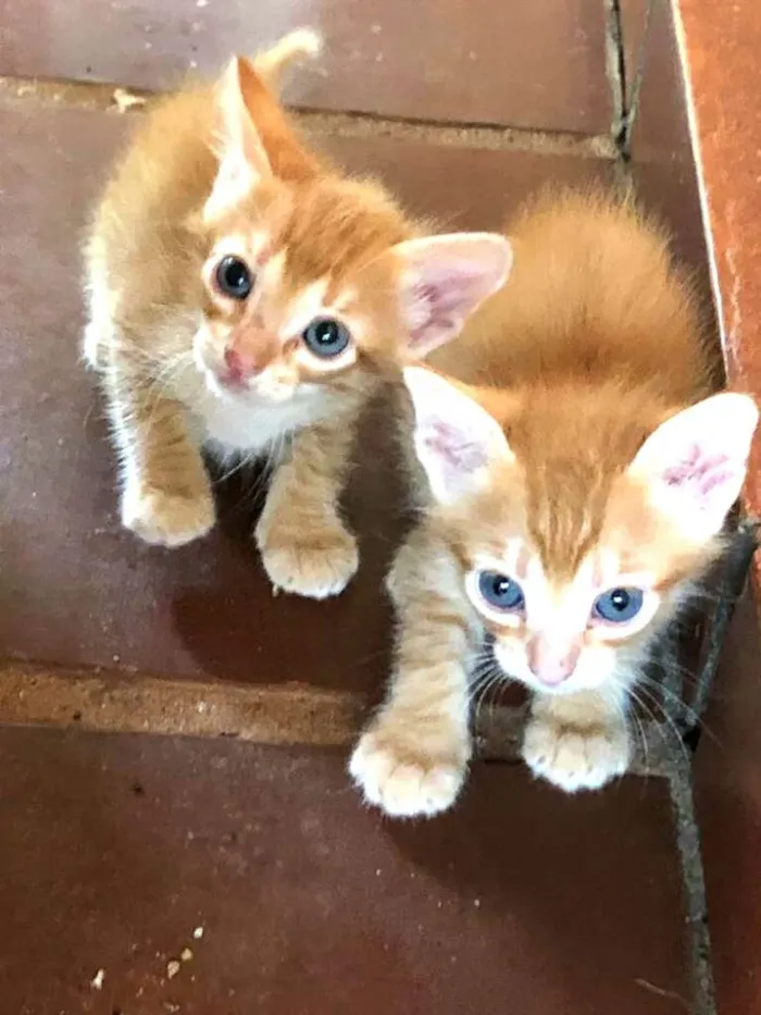 Gato ra a  idade Abaixo de 2 meses nome Filhotes 