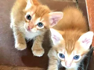 Gato raça  idade Abaixo de 2 meses nome Filhotes 