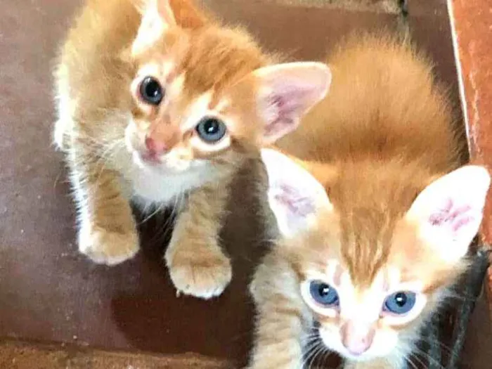 Gato ra a  idade Abaixo de 2 meses nome Filhotes 
