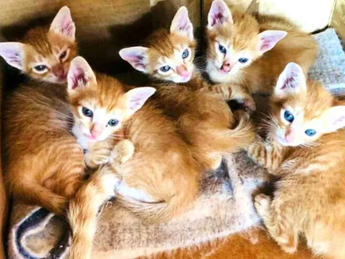 Gato ra a  idade Abaixo de 2 meses nome Filhotes 