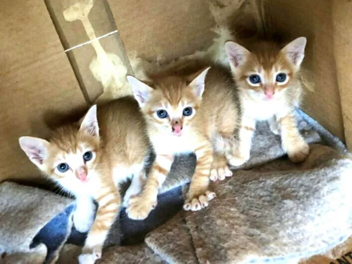 Gato ra a  idade Abaixo de 2 meses nome Filhotes 