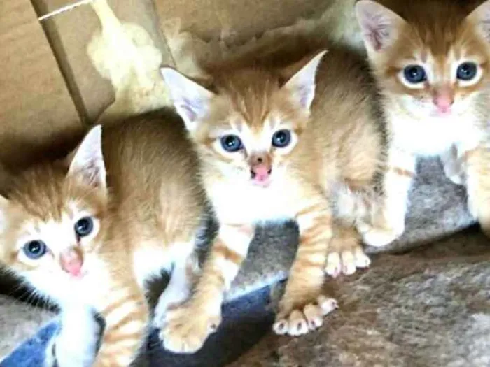 Gato ra a  idade Abaixo de 2 meses nome Filhotes 