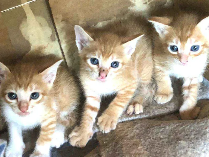 Gato ra a  idade Abaixo de 2 meses nome Filhotes 