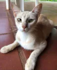 Mimosa 