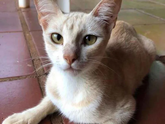 Gato ra a  idade 1 ano nome Mimosa 
