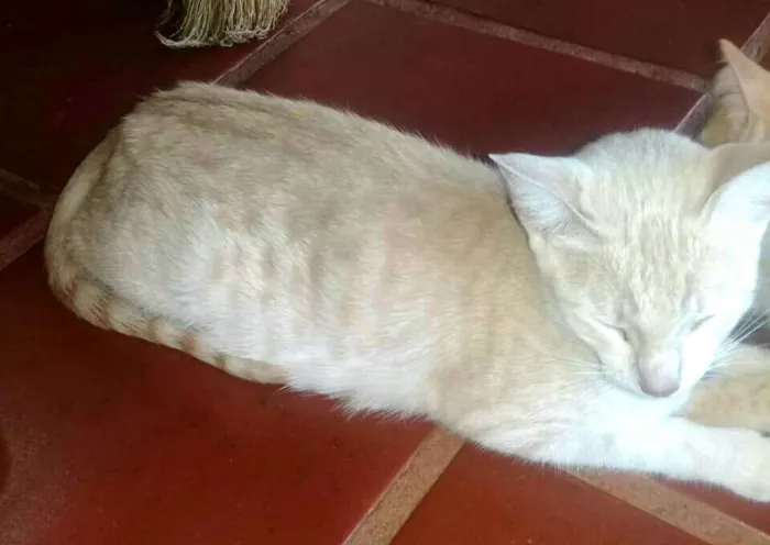 Gato ra a  idade 1 ano nome Mimosa 