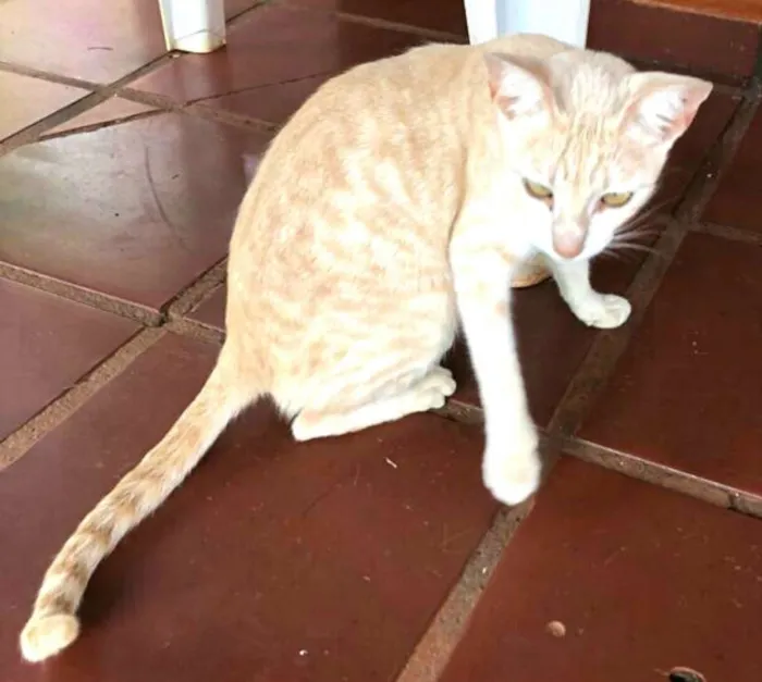 Gato ra a  idade 1 ano nome Mimosa 