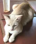 Mimosa 