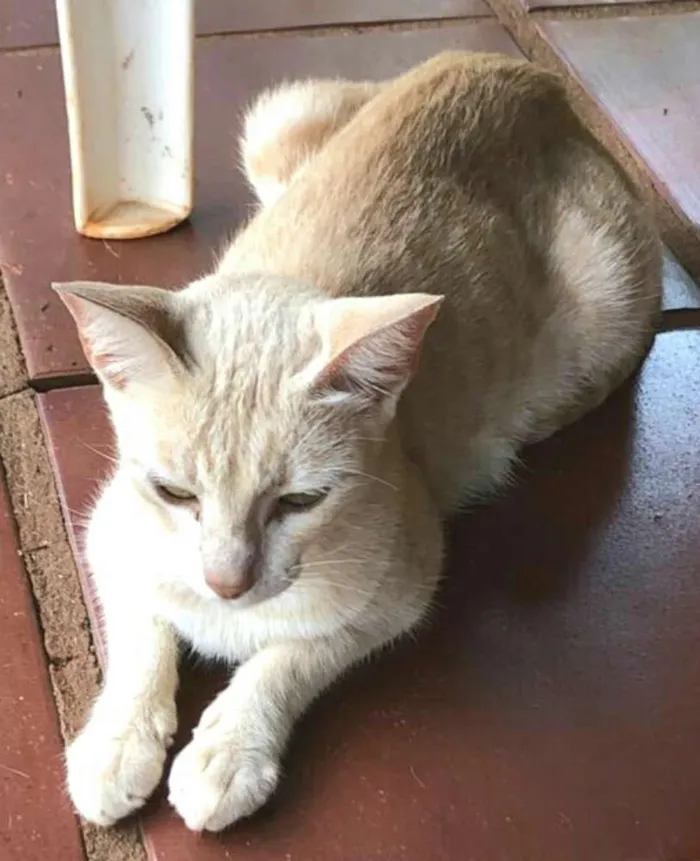 Gato ra a  idade 1 ano nome Mimosa 