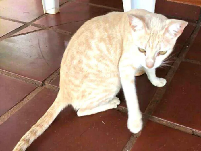 Gato ra a  idade 1 ano nome Mimosa 