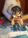 Bebe