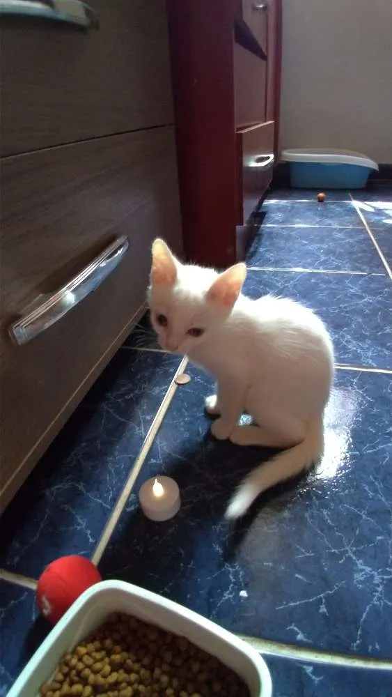 Gato ra a SRD idade 2 a 6 meses nome Maggie e Diana 