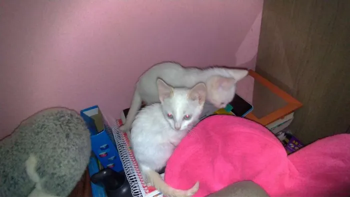 Gato ra a SRD idade 2 a 6 meses nome Maggie e Diana 
