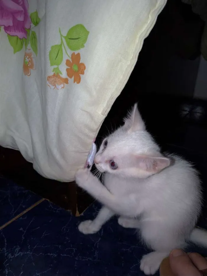 Gato ra a SRD idade 2 a 6 meses nome Maggie e Diana 
